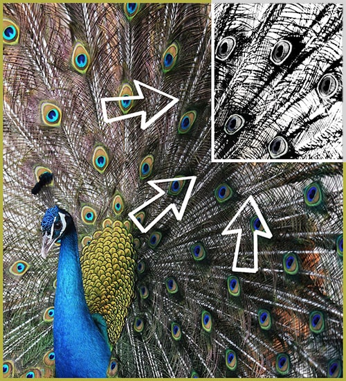 Verengter Debattenraum Peacock